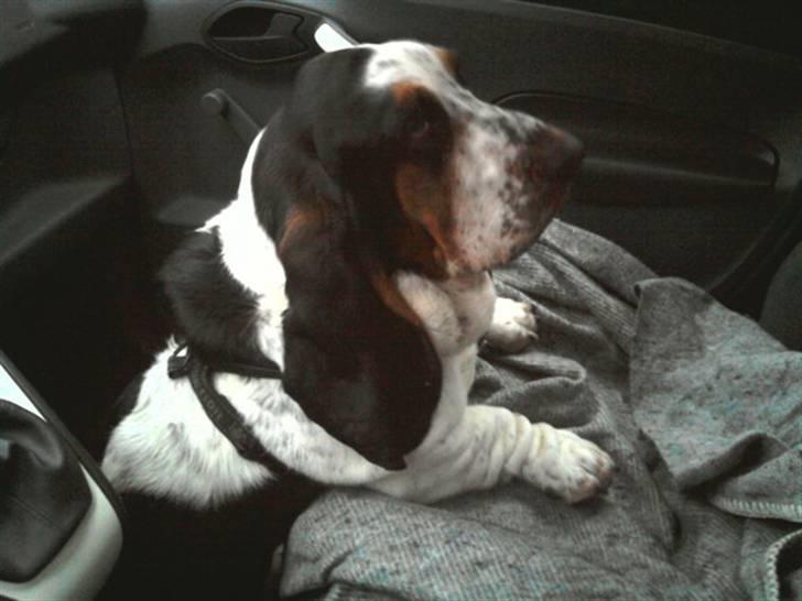 Basset hound Holger - ud og køre med mor billede 17