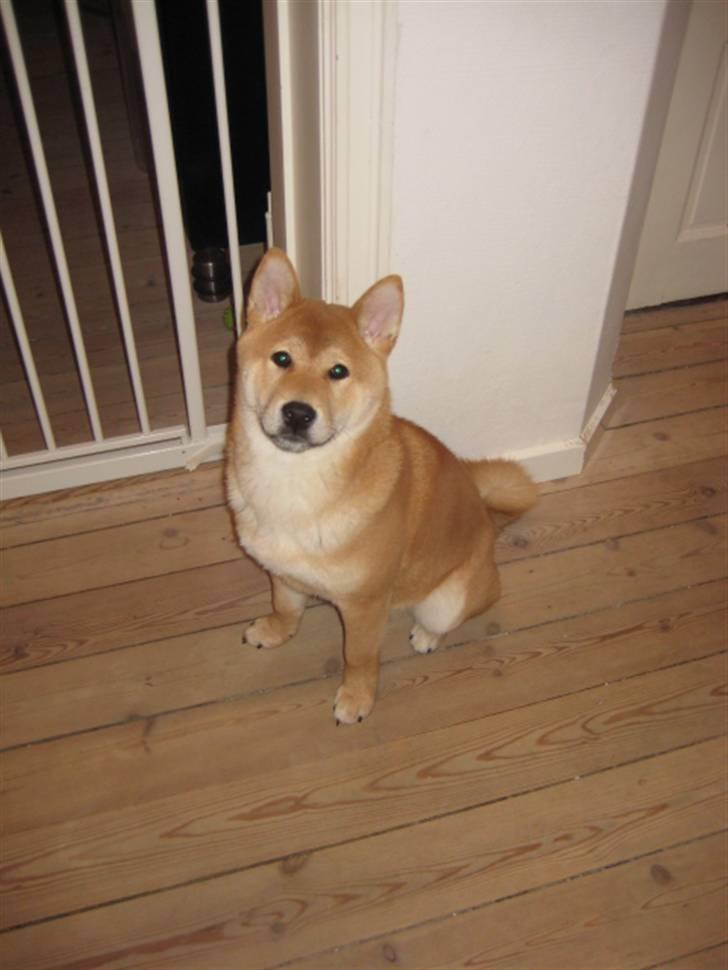 Shiba Heok's Ryuu kaldes Taiko - 5 måneder gammel :) billede 10