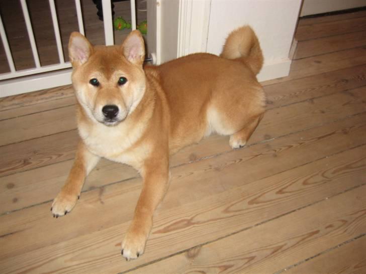 Shiba Heok's Ryuu kaldes Taiko - 5 måneder gammel :) billede 11