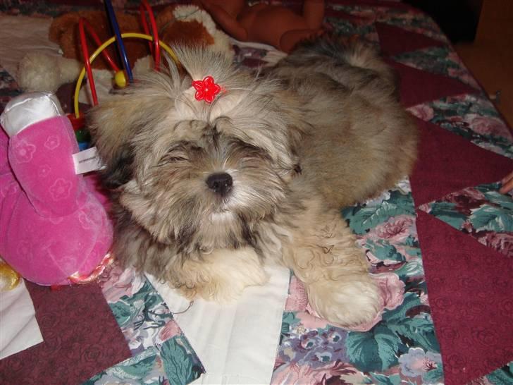 Lhasa apso Bianca billede 1