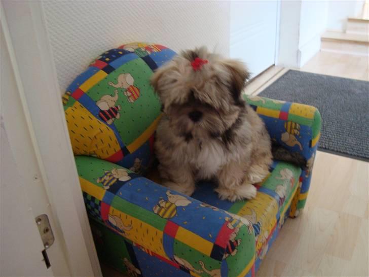 Lhasa apso Bianca billede 2