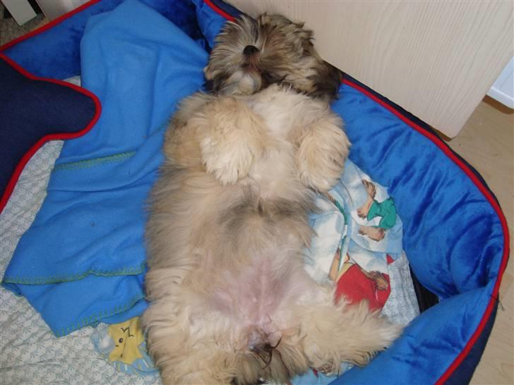 Lhasa apso Bianca billede 3