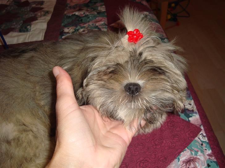 Lhasa apso Bianca billede 4
