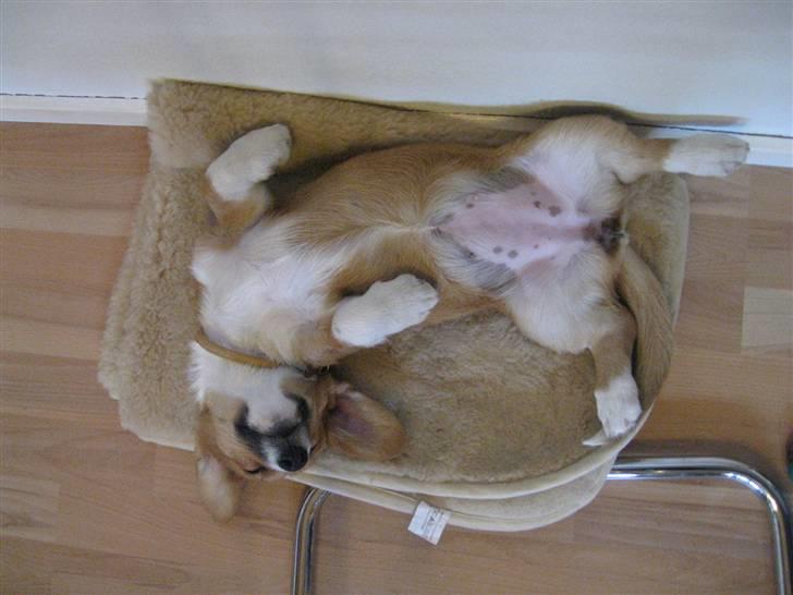 Welsh corgi cardigan Fanny - Gået død. billede 12