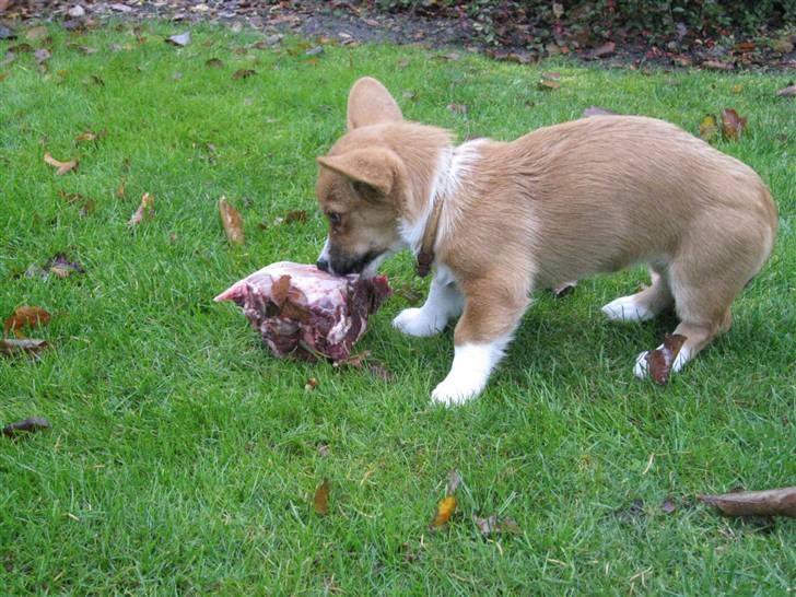 Welsh corgi cardigan Fanny billede 13