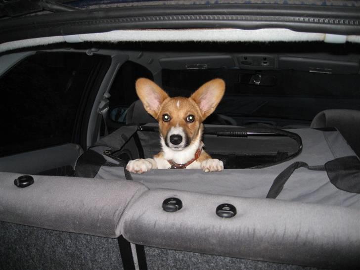 Welsh corgi cardigan Fanny billede 14