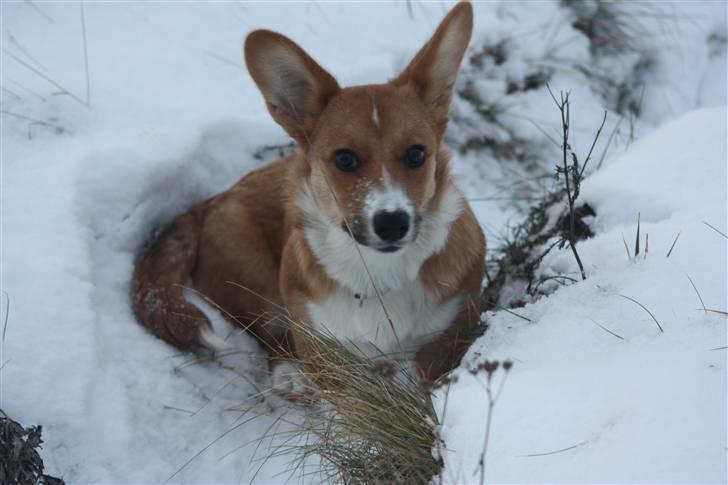 Welsh corgi cardigan Fanny - Nej nej mor det er ikke krudt jeg har i måsen det er sne! billede 15