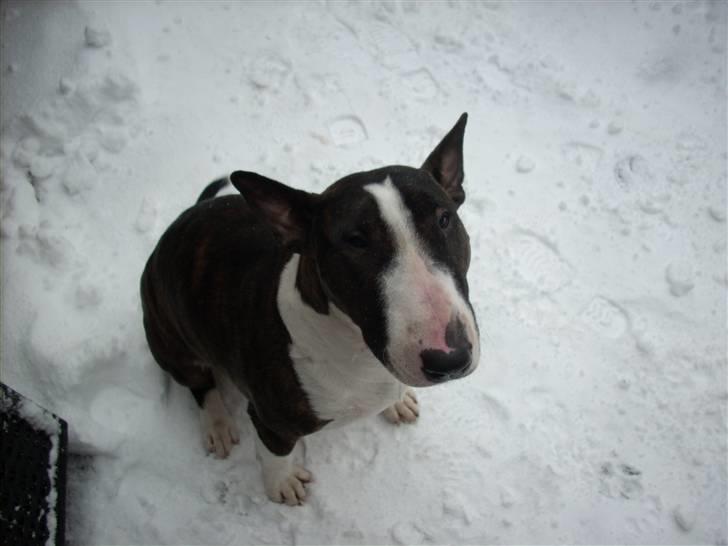 Bullterrier Steadfast Gonzales(Gaffa) billede 1