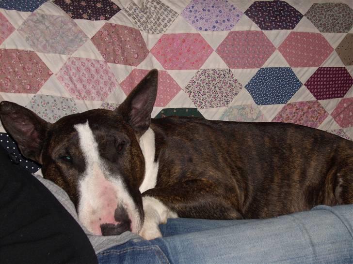 Bullterrier Steadfast Gonzales(Gaffa) billede 2