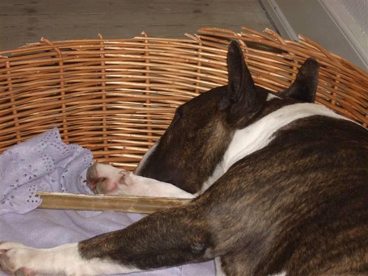 Bullterrier Steadfast Gonzales(Gaffa) billede 3