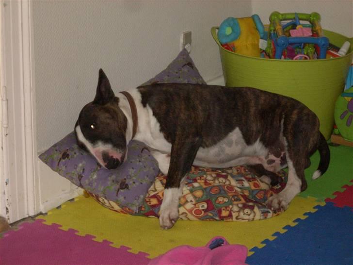 Bullterrier Steadfast Gonzales(Gaffa) billede 4