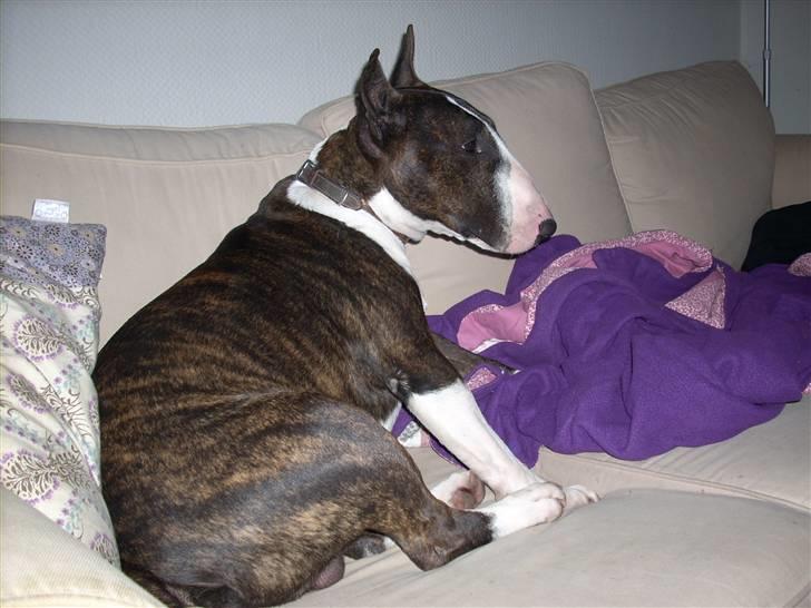 Bullterrier Steadfast Gonzales(Gaffa) billede 5