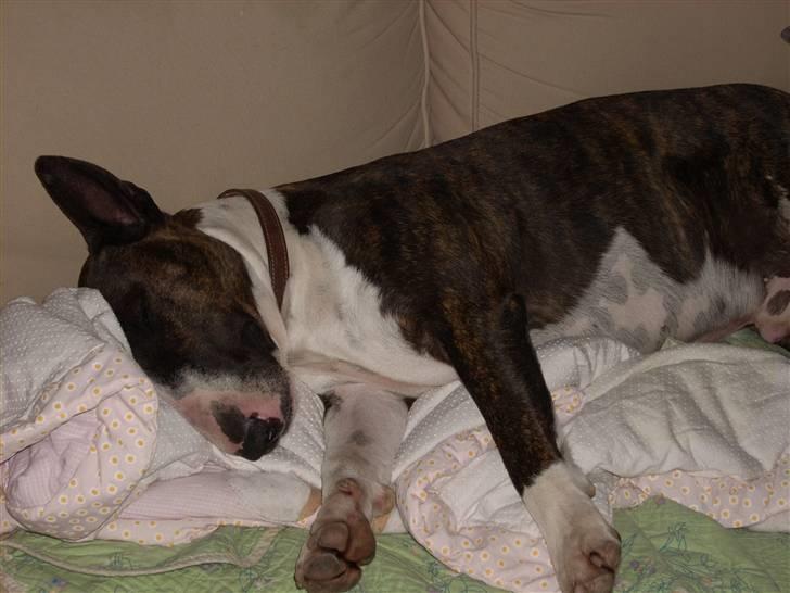 Bullterrier Steadfast Gonzales(Gaffa) billede 6