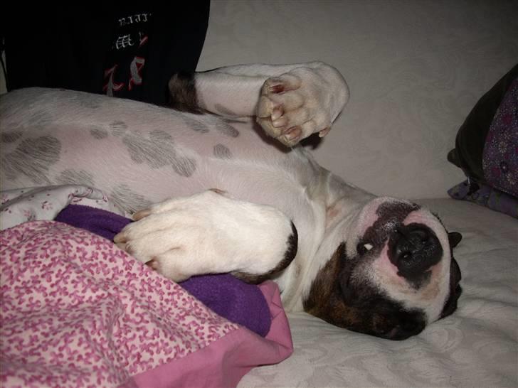 Bullterrier Steadfast Gonzales(Gaffa) billede 7