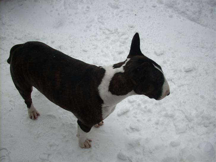 Bullterrier Steadfast Gonzales(Gaffa) billede 8