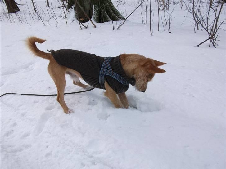 Podengo portugues medio Leopoldo - Leder efter mus billede 3
