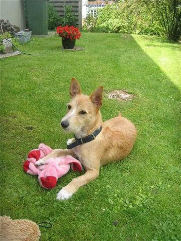 Podengo portugues medio Leopoldo - Leo med sin gris billede 4