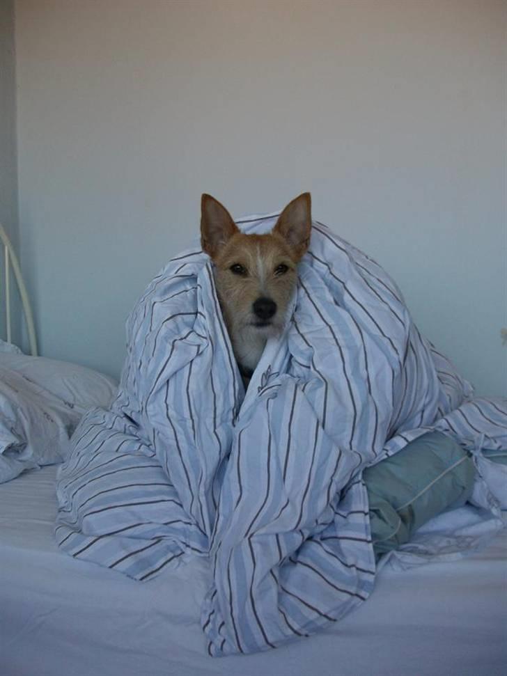 Podengo portugues medio Leopoldo - Godmorgen billede 5