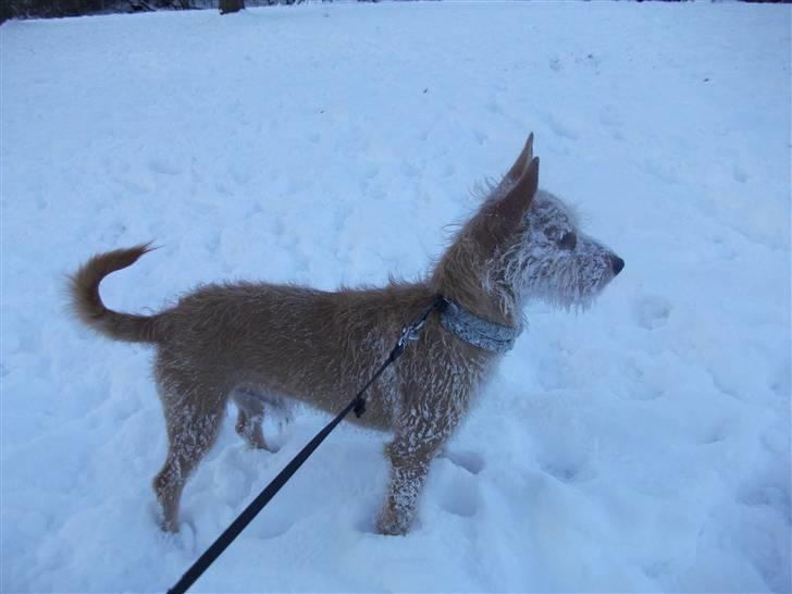 Podengo portugues medio Leopoldo - Et snebilled billede 6