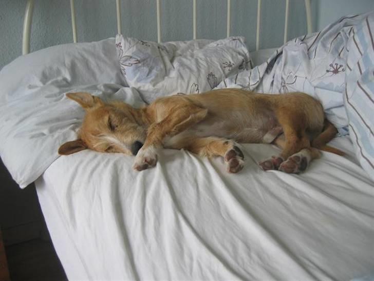 Podengo portugues medio Leopoldo - ZZZZZZZ billede 7