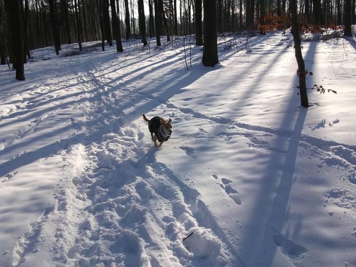 Podengo portugues medio Leopoldo - Fuld fart billede 8