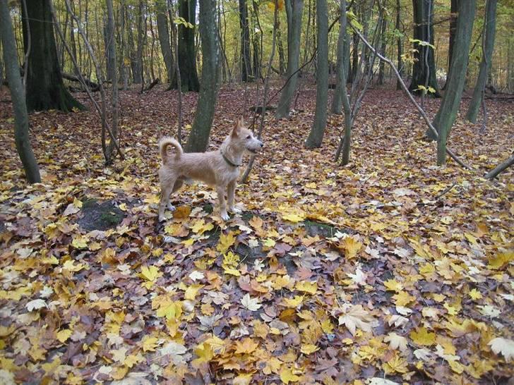 Podengo portugues medio Leopoldo - Spejder efter mus billede 9