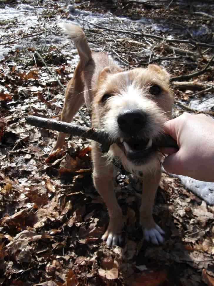Podengo portugues medio Leopoldo - Min pind billede 10