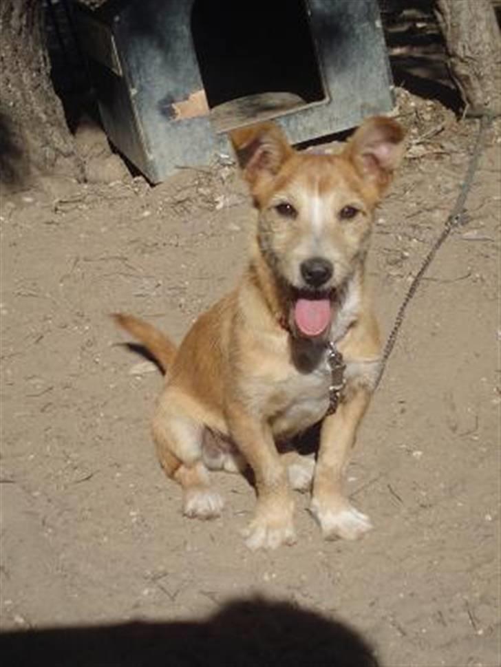 Podengo portugues medio Leopoldo - Leo på internatet billede 11