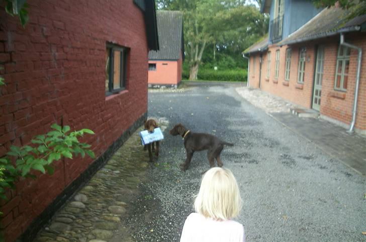 Blanding af racer Bølle - R.I.P<3 - Bølle henter avisen, (hendes hvalp Buller født: 2006, Aflivet: 2008) Det var noget hun gjorde fra da hun var helt lille af sig selv... Hun fik en pølse hver gang hun hentede den... :) billede 12