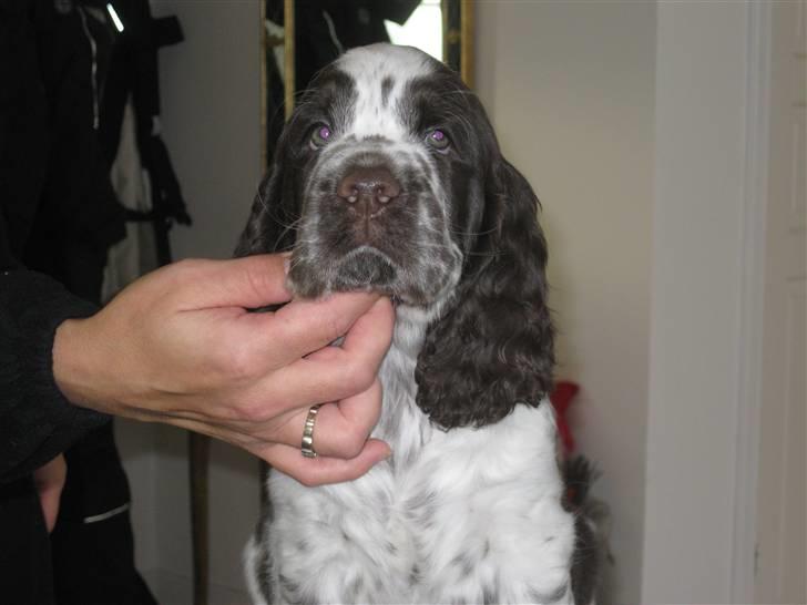 Engelsk springer spaniel "Vega" - Punakha's Kanel billede 1