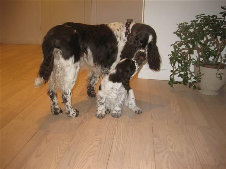 Engelsk springer spaniel "Vega" - Punakha's Kanel billede 2