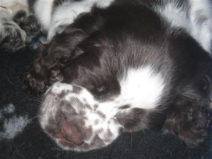 Engelsk springer spaniel "Vega" - Punakha's Kanel billede 3