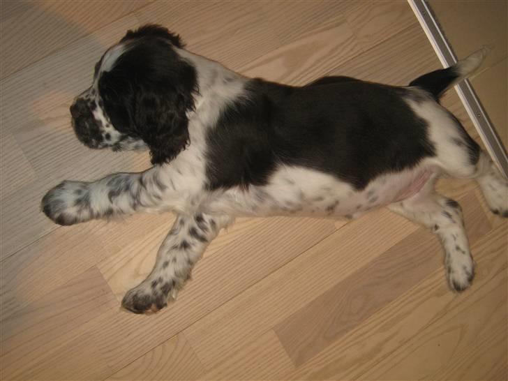 Engelsk springer spaniel "Vega" - Punakha's Kanel billede 4