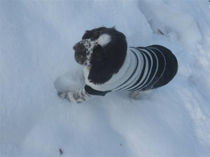 Engelsk springer spaniel "Vega" - Punakha's Kanel billede 6