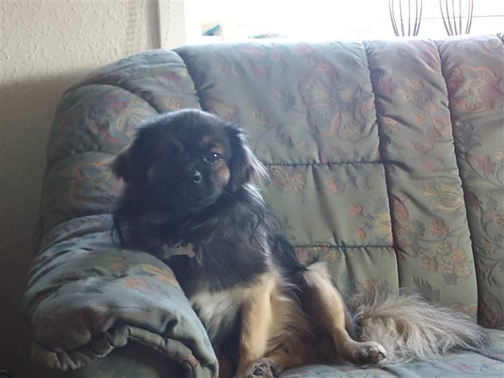 Tibetansk spaniel Tæddy billede 1