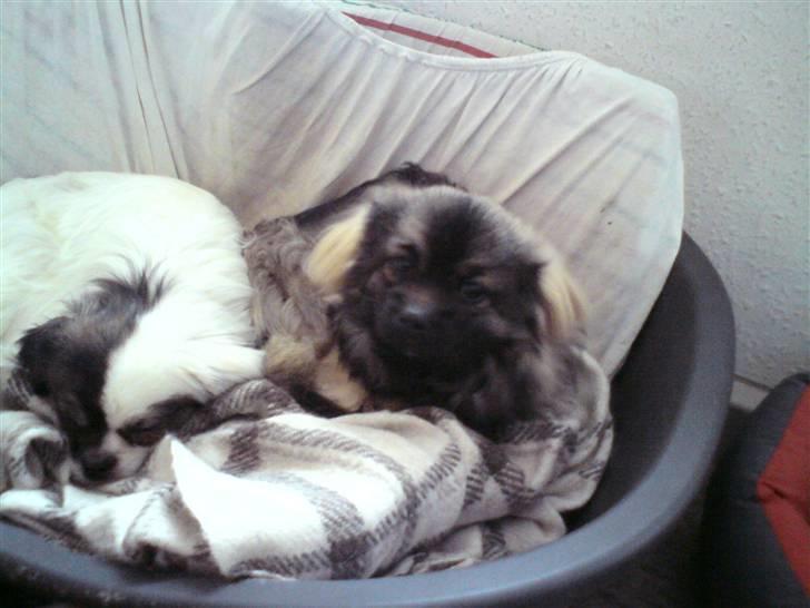 Tibetansk spaniel Tæddy billede 2