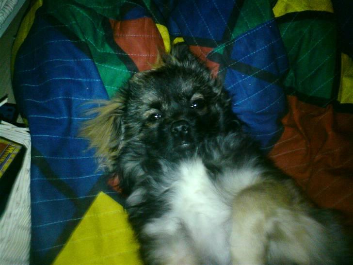 Tibetansk spaniel Tæddy billede 3