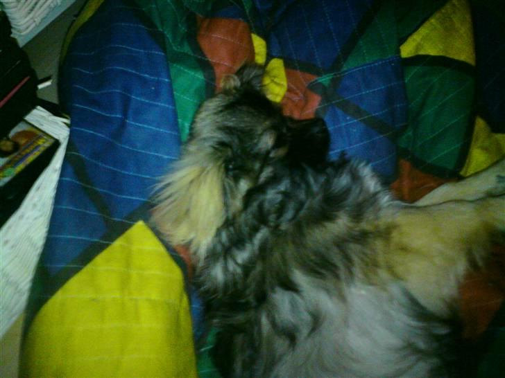 Tibetansk spaniel Tæddy billede 4