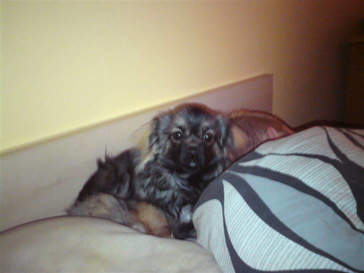 Tibetansk spaniel Tæddy billede 5