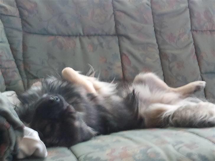 Tibetansk spaniel Tæddy billede 6