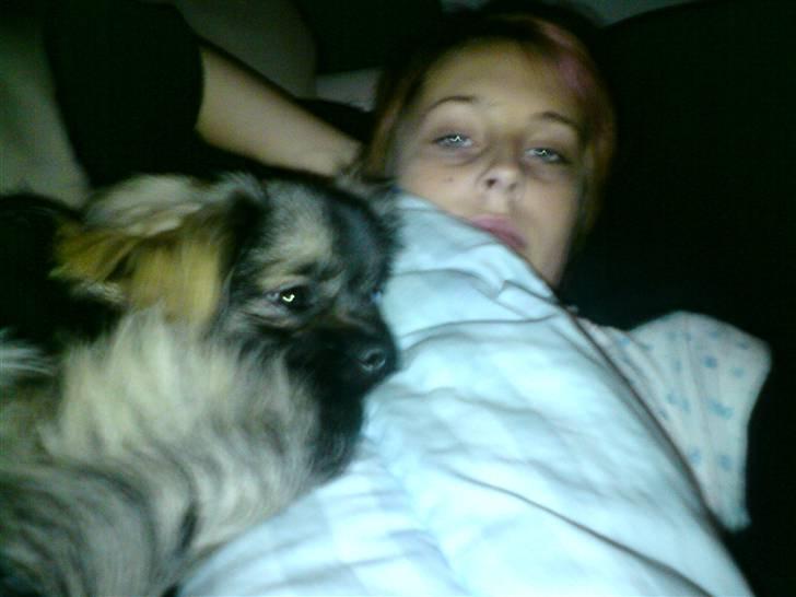 Tibetansk spaniel Tæddy billede 7