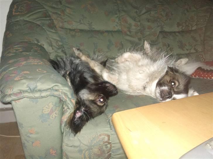 Tibetansk spaniel Tæddy billede 8