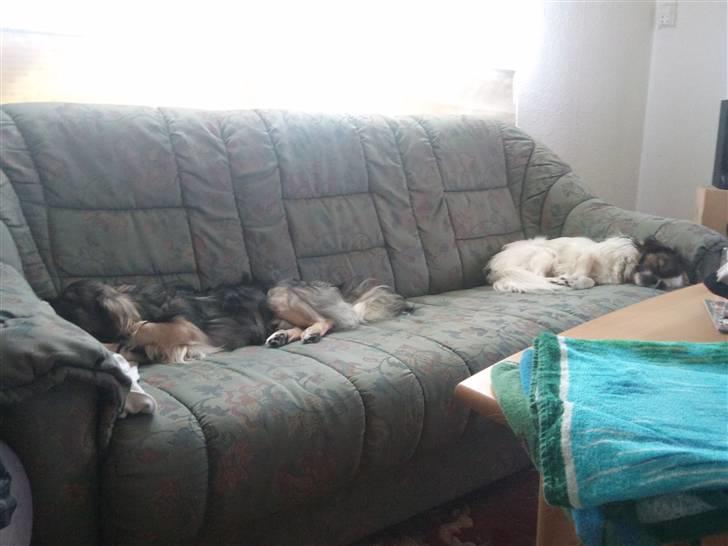 Tibetansk spaniel Tæddy billede 9