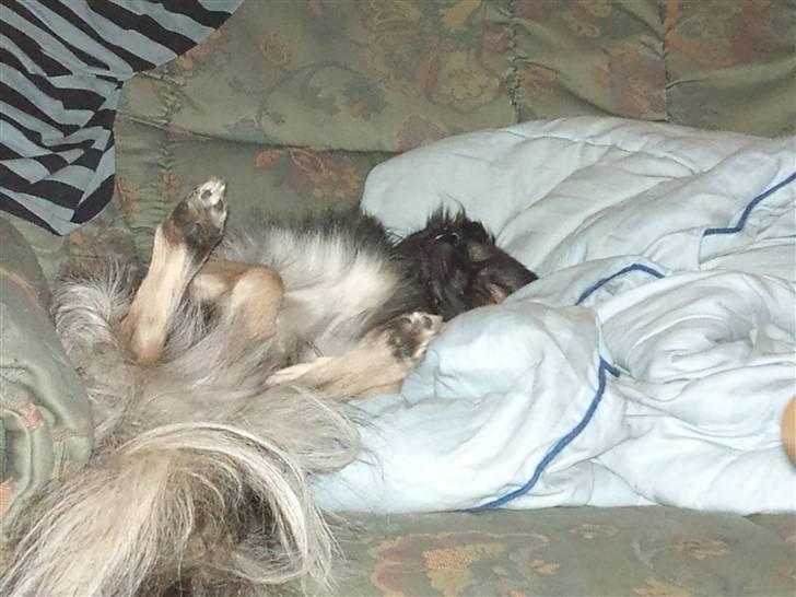 Tibetansk spaniel Tæddy billede 10