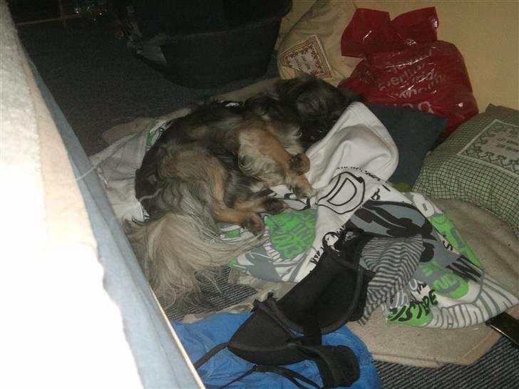 Tibetansk spaniel Tæddy billede 11