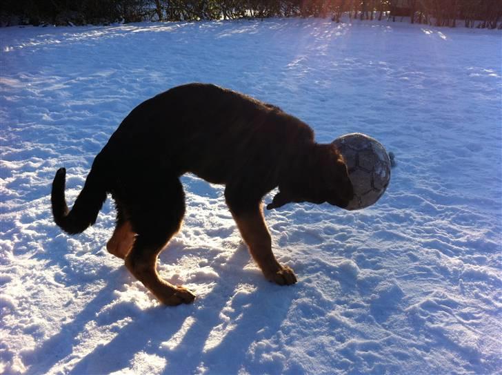 Schæferhund Efe (Amin) billede 6