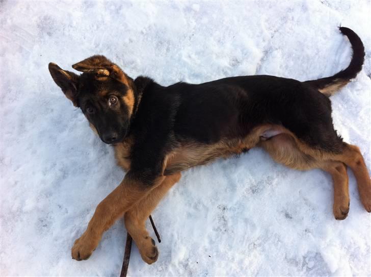 Schæferhund Efe (Amin) billede 7