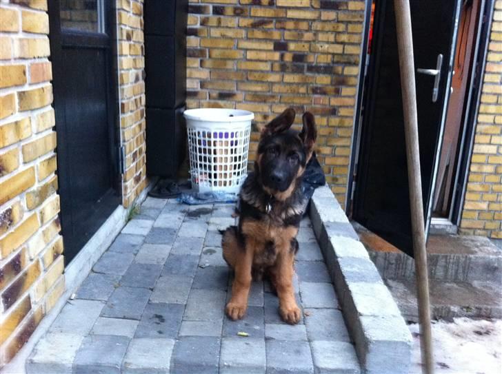 Schæferhund Efe (Amin) - 4mdr billede 8