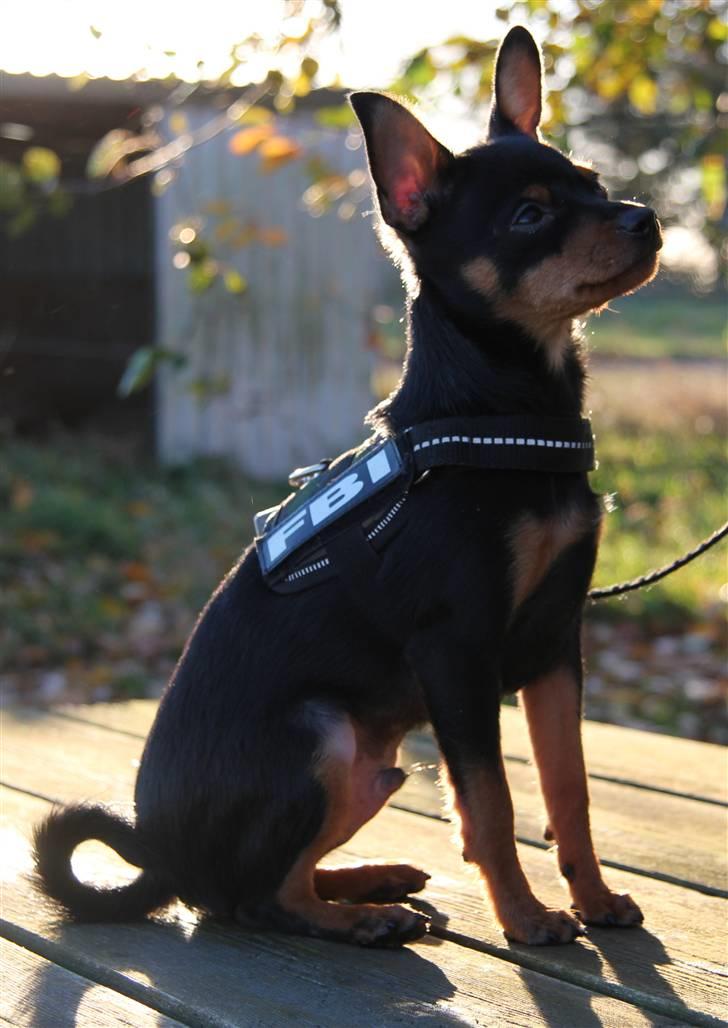 Blanding af racer Victor Zumbusch billede 9