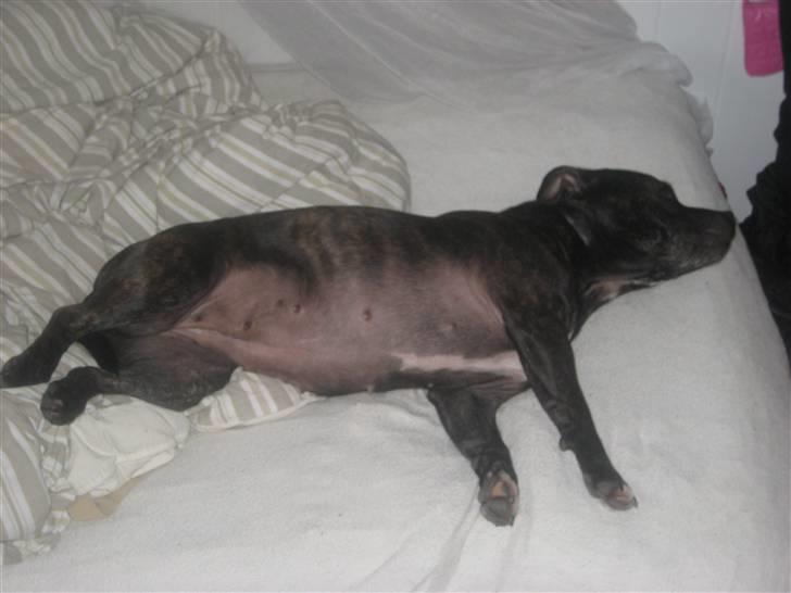 Staffordshire bull terrier luca billede 16